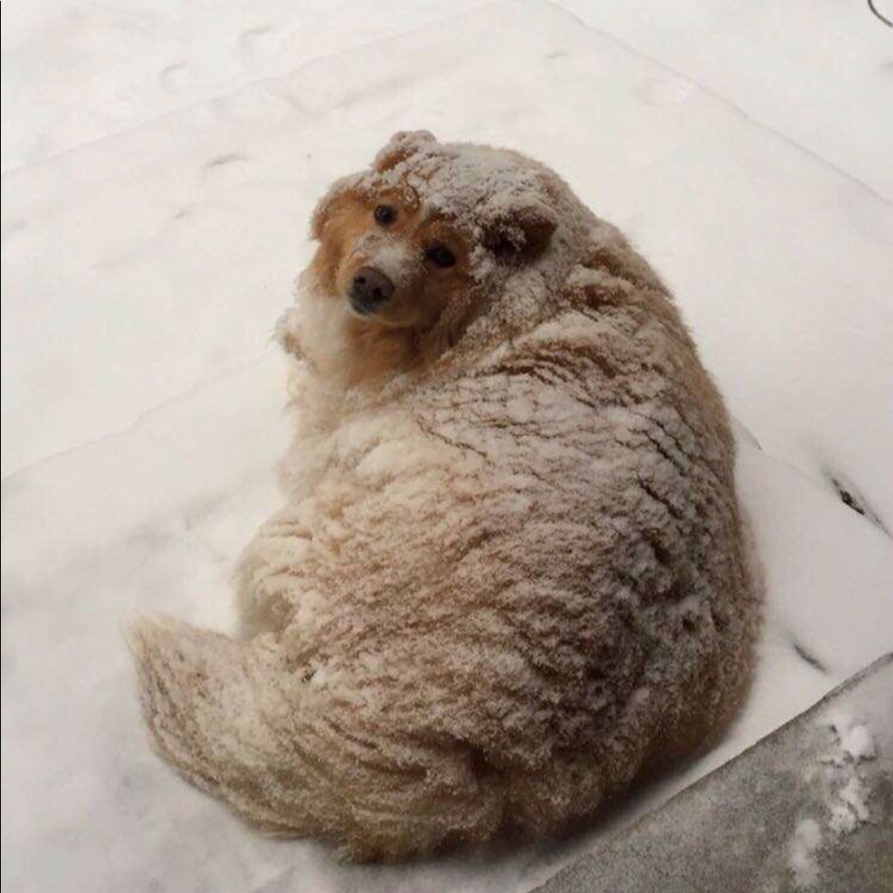 Meet your Posher, Allyson